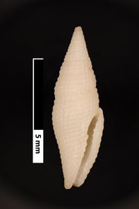 To ANSP Malacology Collection in GBIF (catalog no. 28754)