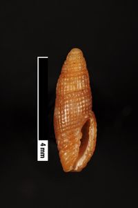 To ANSP Malacology Collection in GBIF (catalog no. 86000)