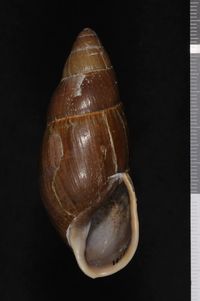 To ANSP Malacology Collection in GBIF (catalog no. 151812)