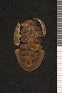 To ANSP Malacology Collection in GBIF (catalog no. 247743)