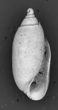 To ANSP Malacology Collection in GBIF (catalog no. 57338)