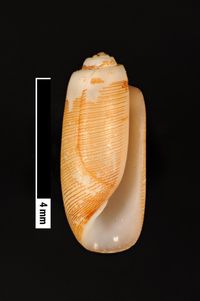 To ANSP Malacology Collection in GBIF (catalog no. 85985)