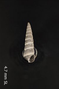 To ANSP Malacology Collection in GBIF (catalog no. 105601)