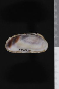 To ANSP Malacology Collection in GBIF (catalog no. 88293)