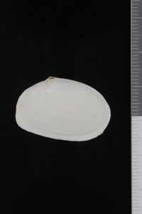 To ANSP Malacology Collection in GBIF (catalog no. 70502)