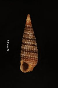 To ANSP Malacology Collection in GBIF (catalog no. 321077)