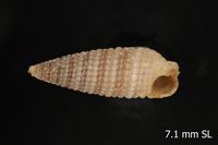 To ANSP Malacology Collection in GBIF (catalog no. 339947)