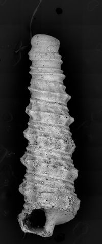 To ANSP Malacology Collection in GBIF (catalog no. 374588)