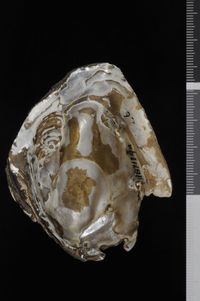 To ANSP Malacology Collection in GBIF (catalog no. 187179)