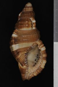 To ANSP Malacology Collection in GBIF (catalog no. 35279)