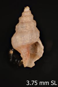 To ANSP Malacology Collection in GBIF (catalog no. 257020)