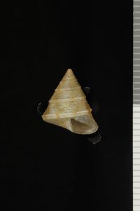 To ANSP Malacology Collection in GBIF (catalog no. 199418)