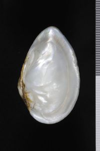 To ANSP Malacology Collection in GBIF (catalog no. 56632)