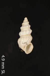 To ANSP Malacology Collection in GBIF (catalog no. 27969)