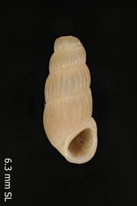 To ANSP Malacology Collection in GBIF (catalog no. 81973)