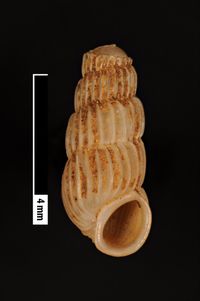 To ANSP Malacology Collection in GBIF (catalog no. 81993)