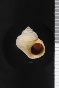 To ANSP Malacology Collection in GBIF (catalog no. 18387)