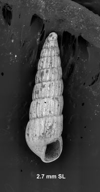 To ANSP Malacology Collection in GBIF (catalog no. 117626)