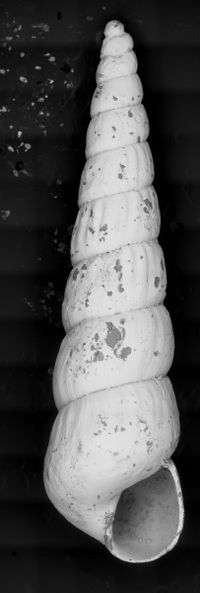 To ANSP Malacology Collection in GBIF (catalog no. 20013)