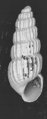 To ANSP Malacology Collection in GBIF (catalog no. 78253)