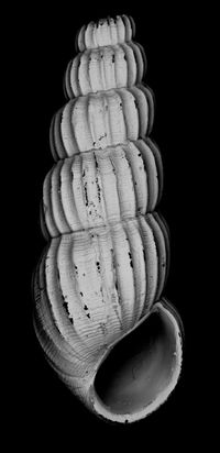 To ANSP Malacology Collection in GBIF (catalog no. 72045)