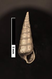 To ANSP Malacology Collection in GBIF (catalog no. 70546)