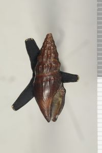 To ANSP Malacology Collection in GBIF (catalog no. 153867)