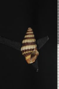 To ANSP Malacology Collection in GBIF (catalog no. 153869)