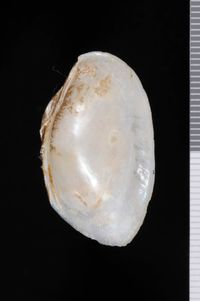 To ANSP Malacology Collection in GBIF (catalog no. 41681)