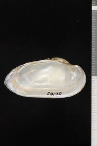 To ANSP Malacology Collection in GBIF (catalog no. 58170)