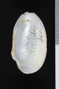 To ANSP Malacology Collection in GBIF (catalog no. 125709)