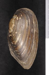 To ANSP Malacology Collection in GBIF (catalog no. 41698)