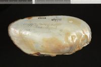 To ANSP Malacology Collection in GBIF (catalog no. 42847)