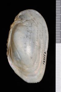 To ANSP Malacology Collection in GBIF (catalog no. 127152)