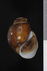 To ANSP Malacology Collection in GBIF (catalog no. 28188)