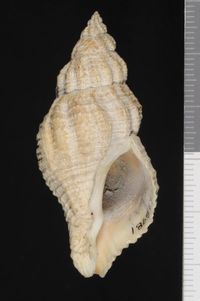 To ANSP Malacology Collection in GBIF (catalog no. 186817)