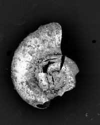 To ANSP Malacology Collection in GBIF (catalog no. 91322)