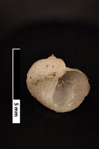 To ANSP Malacology Collection in GBIF (catalog no. 40201)