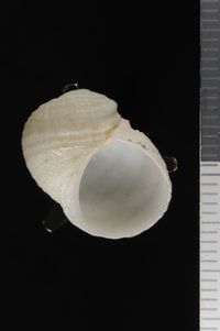 To ANSP Malacology Collection in GBIF (catalog no. 56873)