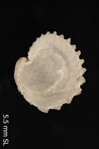To ANSP Malacology Collection in GBIF (catalog no. 49639)