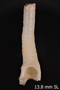 To ANSP Malacology Collection in GBIF (catalog no. 188222)