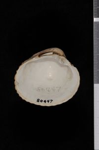 To ANSP Malacology Collection in GBIF (catalog no. 80447)
