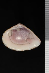 To ANSP Malacology Collection in GBIF (catalog no. 79395)