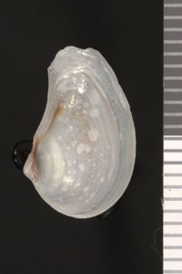 To ANSP Malacology Collection in GBIF (catalog no. 65065)