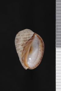 To ANSP Malacology Collection in GBIF (catalog no. 127747)