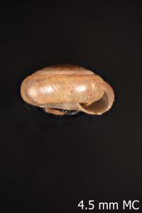 To ANSP Malacology Collection in GBIF (catalog no. 116882)