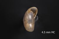 To ANSP Malacology Collection in GBIF (catalog no. 11984)