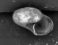 To ANSP Malacology Collection in GBIF (catalog no. 182042)