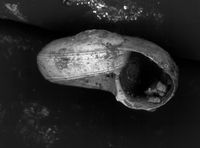 To ANSP Malacology Collection in GBIF (catalog no. 181881)