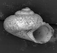 To ANSP Malacology Collection in GBIF (catalog no. 181883)